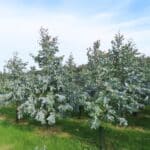 SRF Eucalyptus, Hillsborough, Sept. 2025