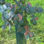 SRF Eucalyptus, Hillsborough, Sept. 2025