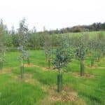 SRF Eucalyptus, Hillsborough, Sept. 2025