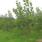 SRF Poplar, Headley Hall, Sept 2025