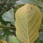 SRF Alder - Hillsborough, Sept. 2025