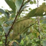 SRF Alder - Hillsborough, Sept. 2025
