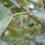SRF Alder - Hillsborough, Sept. 2025
