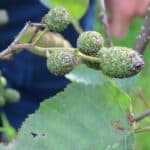 SRF Alder - Hillsborough, Sept. 2025