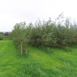 SRF Alder - Hillsborough, Sept. 2025