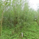 SRC Willow Variety Trial, Hillsborough, Spet. 2025