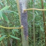 SRC Willow Variety Trial, Hillsborough. Sept 2025