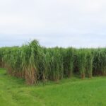 2023 Miscanthus Variety Trial - Hillsborough, Sept. 2025