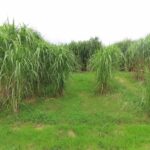 2023 Miscanthus Variety Trial - Hillsborough, Sept. 2025