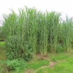 2023 Miscanthus Variety Trial - Hillsborough, Sept. 2025