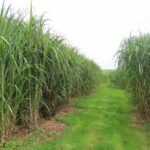 2023 Miscanthus Variety Trial - Hillsborough, Sept. 2025