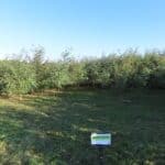 Black Locust, North Wyke, Sept. 2025