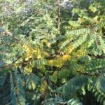 Black Locust, North Wyke, Sept. 2025