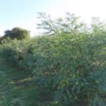 Black Locust, North Wyke, Sept. 2025