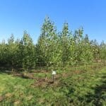 SRF Poplar, North Wyke Sept 2025