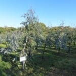 SRF Eucalyptus, North Wyke, Sept. 2025