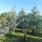 SRF Eucalyptus, North Wyke, Sept. 2025