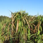 0.5ha Miscanthus Giganteus, North Wyke, Sept. 2025