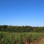 0.5ha Miscanthus Giganteus, North Wyke, Sept. 2025