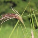 Miscanthus Athena, North Wyke, Sept. 2025