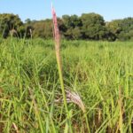 Miscanthus Athena, North Wyke, Sept. 2025