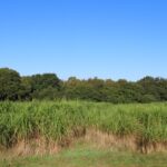 Miscanthus Athena, North Wyke, Sept. 2025