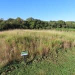 Reed Canary Grass, North Wyke, Sept. 2025