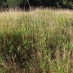 Reed Canary Grass, North Wyke, Sept. 2025