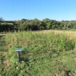 Sida, North Wyke, Sept. 2025