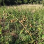 Sida, North Wyke, Sept. 2025