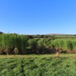 2023 Miscanthus Variety Trial - North Wyke, Sept. 2025