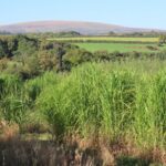 2023 Miscanthus Variety Trial - North Wyke, Sept. 2025