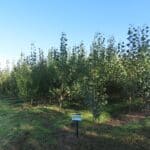 SRC Poplar, North Wyke Sept 2025