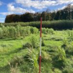 2024 Miscanthus Variety Trial, Hillsborough, Oct. 2025
