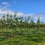 Italian Poplar, Auchincruive, October 2025