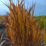 Misc 23 Vars Senescence, Headley Hall, Oct. 2025