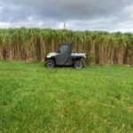 0.5ha Miscanthus giganteus, Hillsborough, October 2025