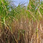 Miscanthus giganteus, Boghall, Sept. 2025
