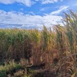 Miscanthus giganteus, Boghall, Sept. 2025