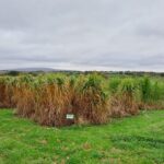2023 Miscanthus variety trial, North Wyke, October 2025