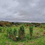 2024 Miscanthus variety trial, North Wyke, October 2025