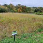 Reed Canary Grass, North Wyke, Oct. 2025