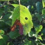 SRF Alder - North Wyke, Sept. 2025