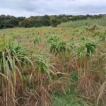 Miscanthus giganteus, North Wyke, October 2025