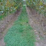 SRC Poplar, North Wyke, October 2025