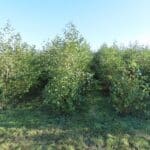 SRF Alder - North Wyke, Sept. 2025