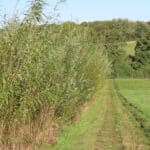 0.5ha SRC Willow, North Wyke, Sept. 2025