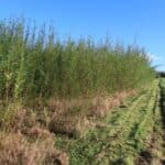 SRC Willow Variety Trial, North Wyke, Spet 2025
