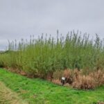 Willow variety trial, North Wyke, Oct. 2025