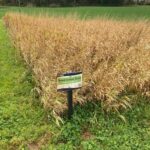 Reed Canary Grass, Hillsborough, Oct. 2025